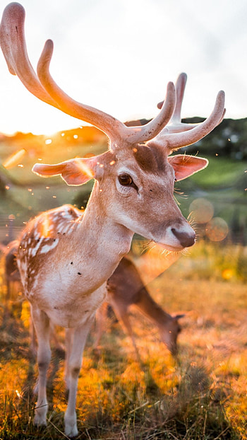 Captivating deer, , Impressive visuals, Breathtaking scenes HD phone wallpaper