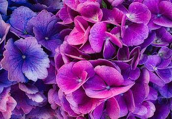 Purple hydrangea, Nature's palette, Delicate blooms, Floral dreams HD wallpaper