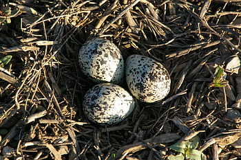 Killdeer Eggs, Teton Valley, Killdeer, Eggs, Valleys, Idaho, Landscape, Mountains HD wallpaper
