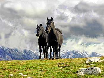 Wild Horses, cool, horses, wild HD wallpaper