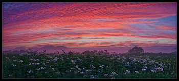 Colorful Sunset, scenery, red, clouds, beautiful, flowers, sunset HD wallpaper