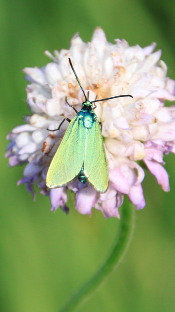 Green Butterfly, Beautiful, Aesthetic HD phone wallpaper