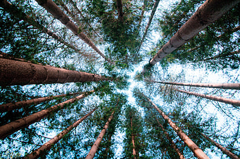 Nature, Trees, Sky, Pine, Forest HD wallpaper