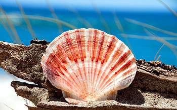 Stones, Sea, Miscellanea, Miscellaneous, Form, Shell HD wallpaper