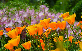 Beautiful Orange Flowers, Flowers, Nature, Orange, Fields HD wallpaper