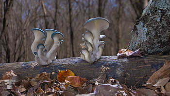 Oyster mushrooms, Artistic expression, Sacred texts, Local events HD wallpaper