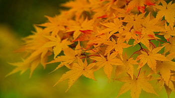 Closeup View Of Yellow Maple Leaves Trees Branches Blur Green Background Nature HD wallpaper