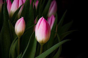 Tulip bud, pink flowers, leaves HD wallpaper
