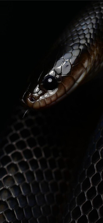 Mussurana, Snakes HD phone wallpaper