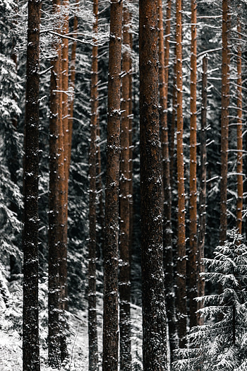 Winter, Nature, Trees, Pine, Snow, Forest HD phone wallpaper
