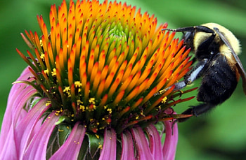 flopin, butterfly, bud, insect, flower HD wallpaper