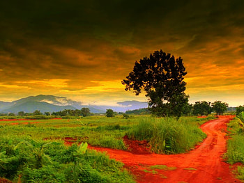 Point of separation, clouds, fields, road, tree HD wallpaper
