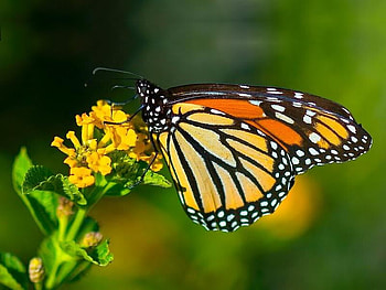 Butterfly, orange, yellow, flower HD wallpaper