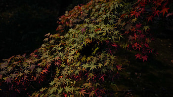 Green Red Maple Leaves Tree Branches Dark Background Dark Background HD wallpaper
