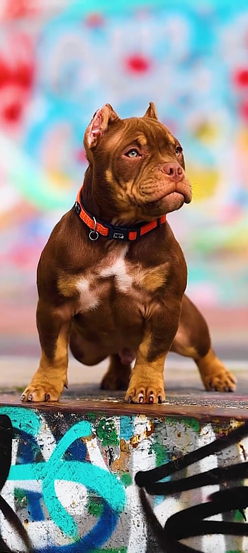 Pitbull, dog_collar, dog HD phone wallpaper