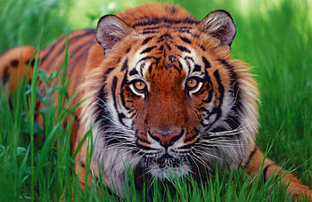 Animals, Tigers HD wallpaper