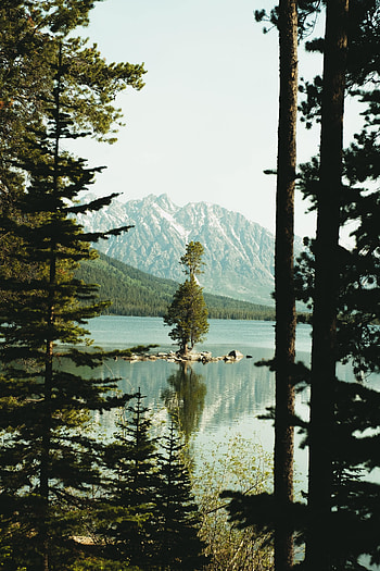 Nature, Mountains, Lake, Spruce, Fir, Slope HD phone wallpaper