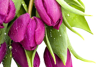 Bouquet of Tulips, bouquet, drops, beauty, Tulips, violet, petals, bright, flowers, water HD wallpaper
