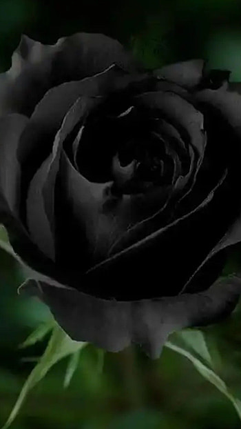 Black, Rose HD phone wallpaper