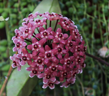 Dark pink hoya, tropic, pink, waxflower, graphy, pretty, flower, exotic, nature HD wallpaper