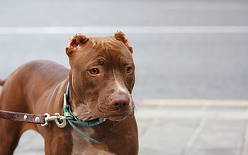 Animals, Dog, Muzzle, Leash, Collar, American Pitbull, American Pit Bull HD wallpaper