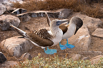 Blue footed booby, High definition , Bird, Adorable HD wallpaper