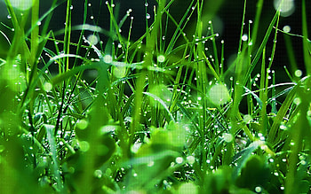 Nature, Grass, Drops, Freshness, Dew HD wallpaper