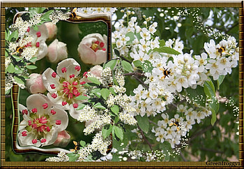 BLOSSOMS FRAMED, PRETTY, FLOWERS, BLOSSOMS, FRAMED HD wallpaper