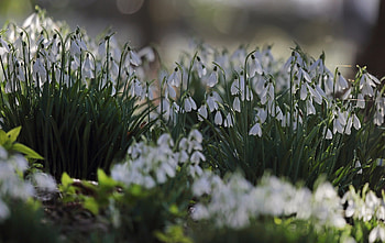 Snowdrops, white, nature, spring HD wallpaper