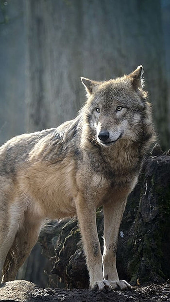 Wolf, Wild HD phone wallpaper