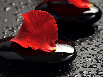 Stones, Drops, Macro, Petal HD wallpaper