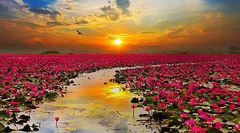 180 lotus HD wallpaper