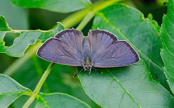 Gray Hairstreak, animal, gray, leaves, butterfly, green, insects HD wallpaper