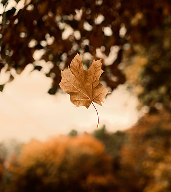 Nature, Autumn, Leaves, Focus, Maple HD phone wallpaper