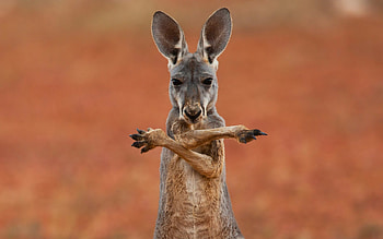 Kangaroo (Animals), Australian wildlife, Kangaroo species, Iconic animals HD wallpaper