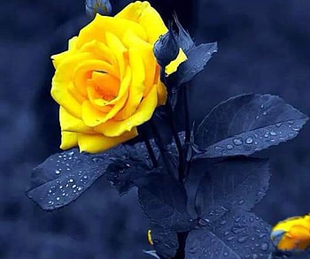 ღ❤ღ, rose, beautiful, macro, flower HD wallpaper