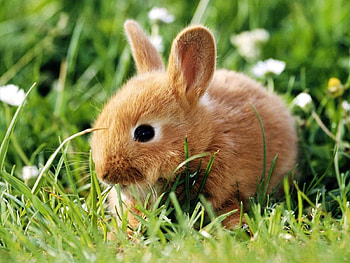 Animals, Grass, Ears, Climb, Rabbit HD wallpaper
