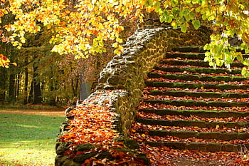 Stone stairs covered with autumn leaves under glowing trees in a serene forest park. HD wallpaper