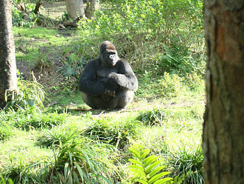 Zoo with the gorilla, black, green, trees, gorilla, zoo HD wallpaper