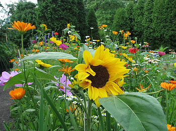 Flowers, Trees, Sunflowers, Camomile, Flower Bed, Flowerbed, Polyana, Glade, Kosmeya, Cosmos HD wallpaper