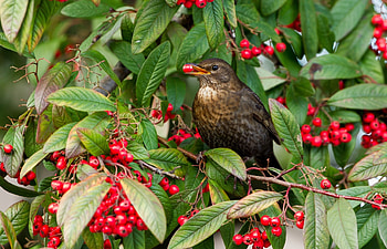 Animals, Leaves, Branches, Thrush HD wallpaper