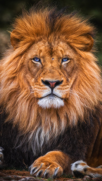 Lion King, forest, nature, animals HD phone wallpaper