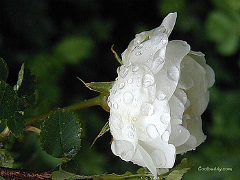 rosse HD wallpaper