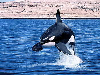 Animals, Water, Sea, Fishes, Whales HD wallpaper