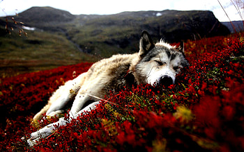 beautiful animal, animal, awesome, graphy, beautiful, wonderful, wolf, nice, animals, flower, red, cool, nature, flowers HD wallpaper