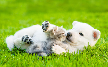 Pets, Samoyed, American Bobtail, Friendship concept HD wallpaper