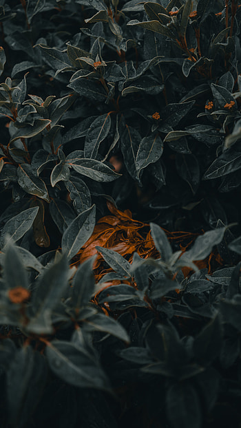 Leaves, Plant, Macro, Wet HD phone wallpaper