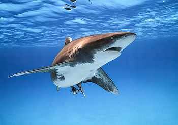 Digitaldrucktapete, Great white shark, graphic art, Underwater beauty HD wallpaper