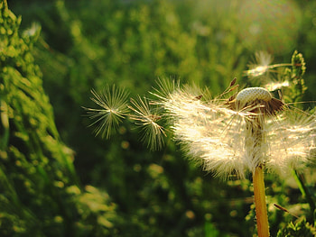 Plants, Flowers, Dandelions HD wallpaper