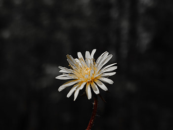 Flower, Plant, Macro, Close-Up, Bloom, Flowering HD wallpaper